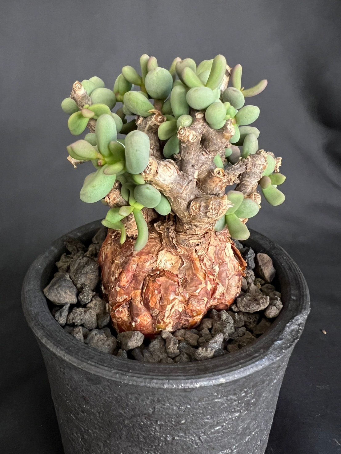 ケラリアピグマエア 現地株 発根済g | HANDS PLANTS