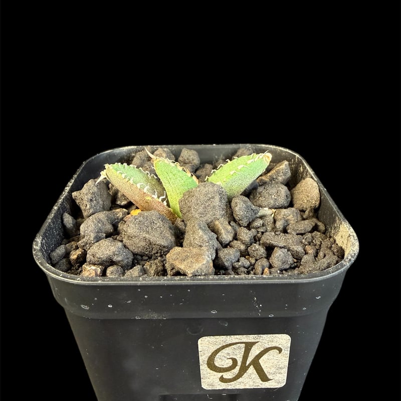 アガベチタノタ 星空（ほしぞら）子株 ⅶ | HANDS PLANTS