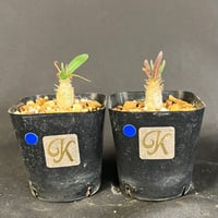 グラキリス 実生 2株セット