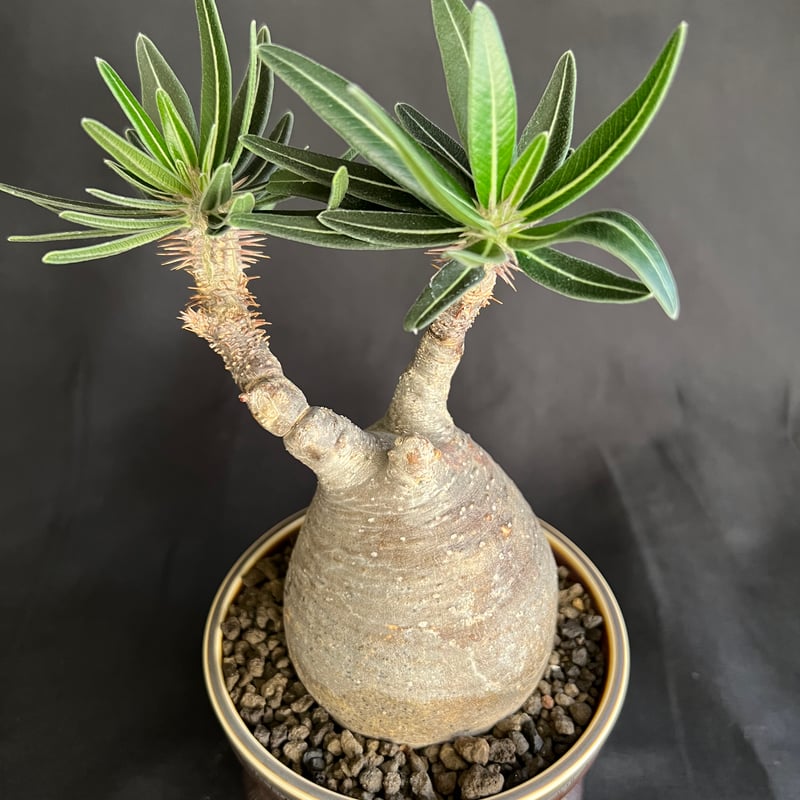 パキポディウムグラキリス 発根済 | HANDS PLANTS