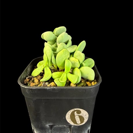 ケラリアピグマエア | STORES