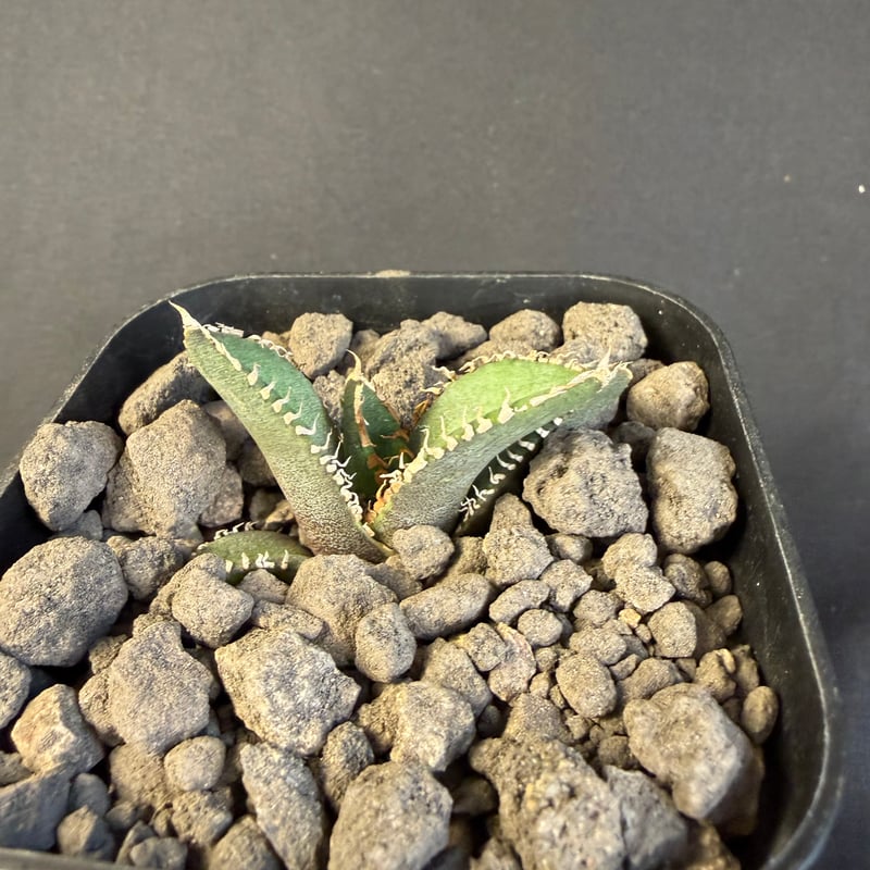 アガベ チタノタ 鰐亀（ワニガメ）子株 Ⅱ | HANDS PLANTS