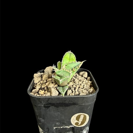 ホオジロザメ | STORES