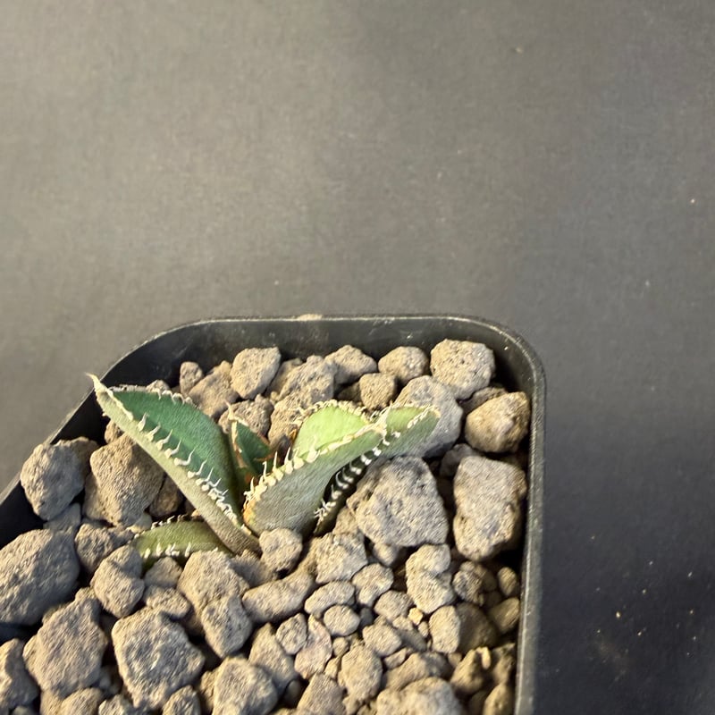 アガベ チタノタ 鰐亀（ワニガメ）子株 Ⅱ | HANDS PLANTS