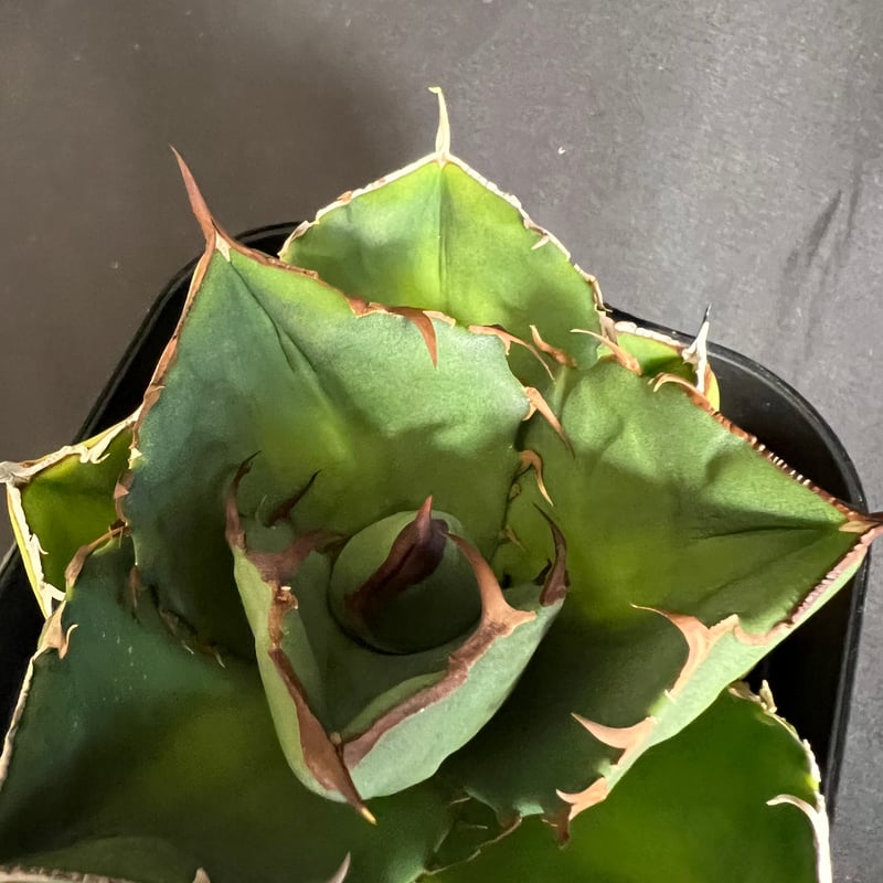 アガベ チタノタ 窮奇 ③ | HANDS PLANTS