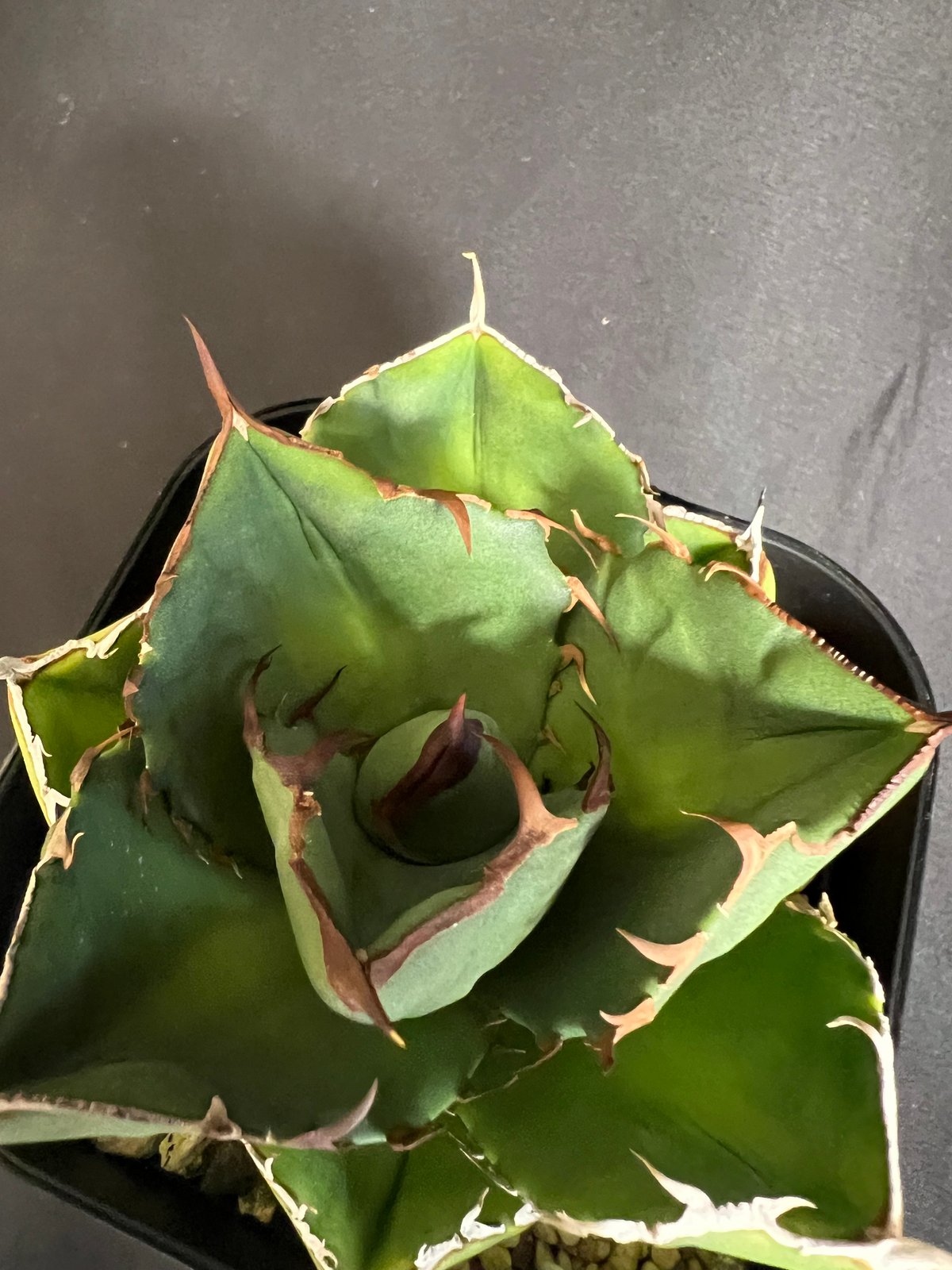 アガベ チタノタ 窮奇 ③30 | HANDS PLANTS