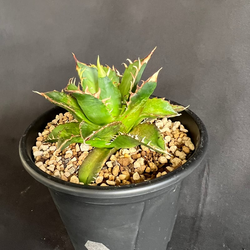 アガベ チタノタ レッドキャットウィーズル5号 27 | HANDS PLANTS