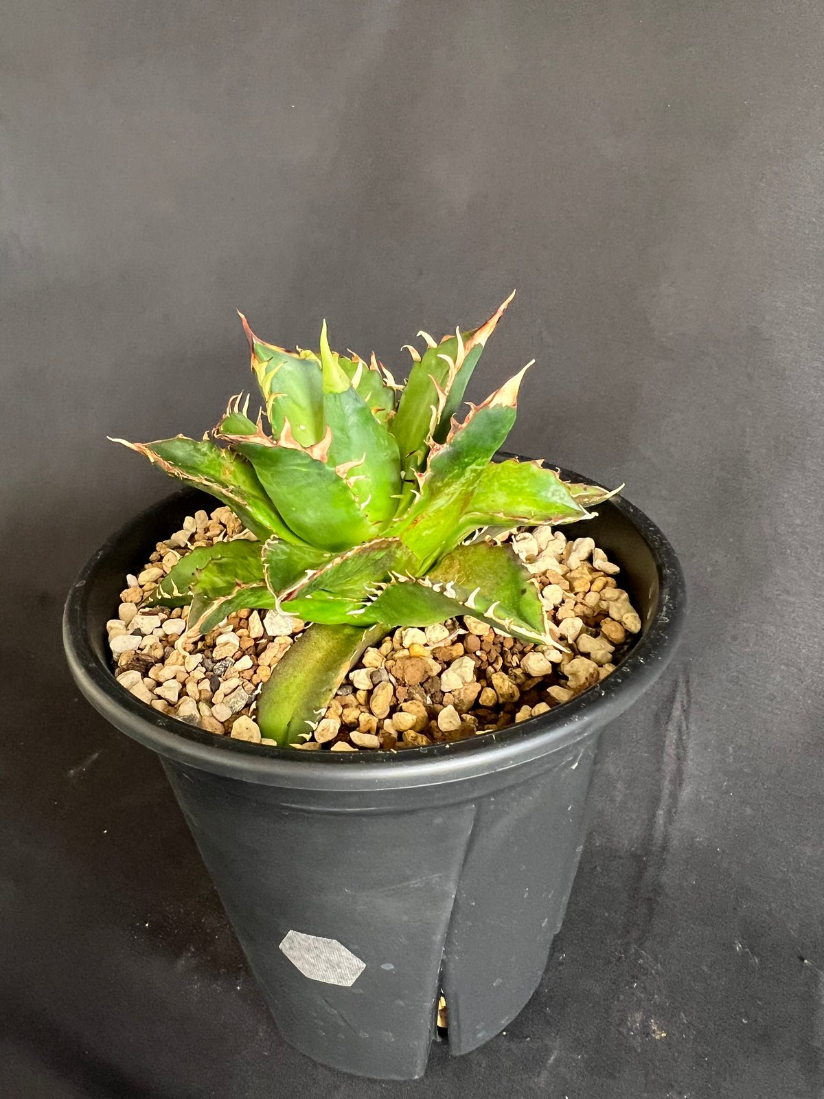 アガベ チタノタ レッドキャットウィーズル5号 27 | HANDS PLANTS