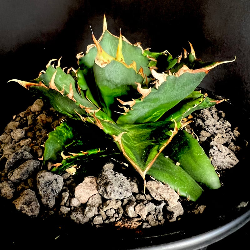 【高騰品種】5 バナナピール×レッドキャットウィーズル hyb アガベチタノタ 高騰品種】4 バナナピール×レッドキャットウィーズル hyb