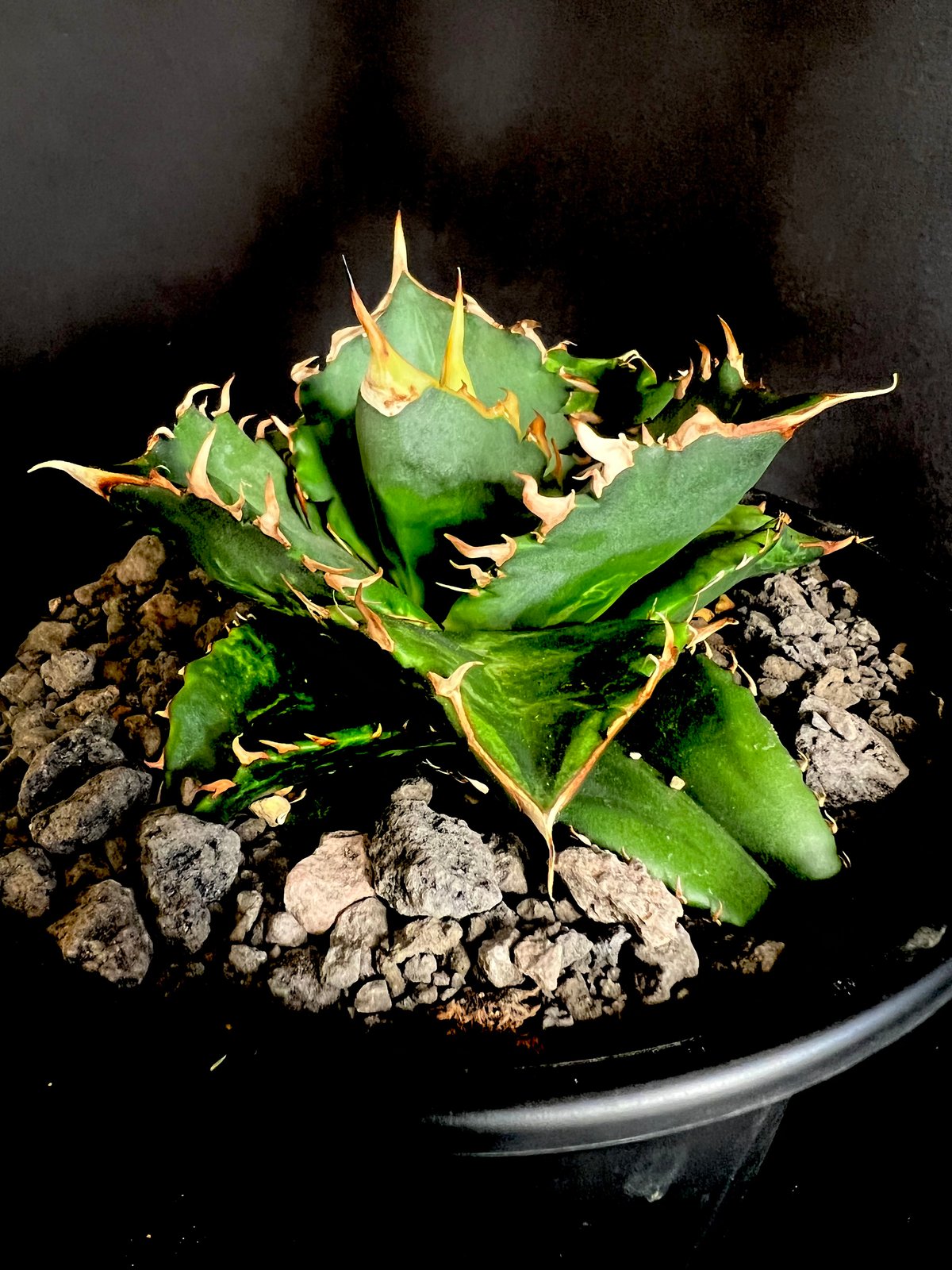 アガベ チタノタ レッドキャットウィーズル5号 27 | HANDS PLANTS
