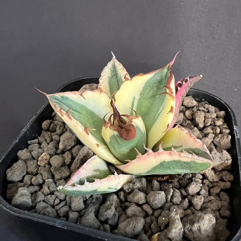 アガベ チタノタ スナグルトゥース③ | HANDS PLANTS