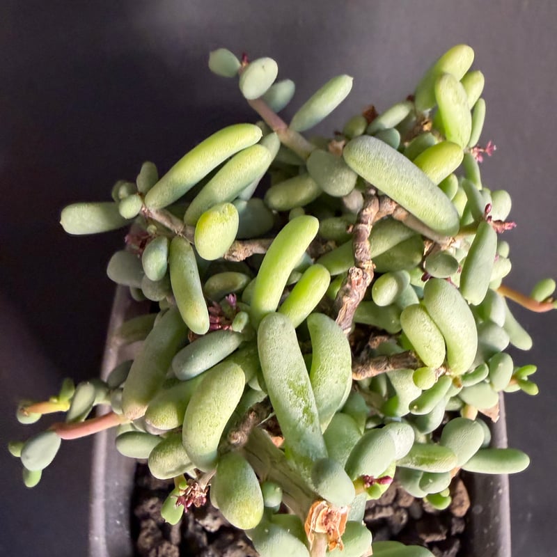 ケラリアピグマエア 現地株 発根済 22 | HANDS PLANTS