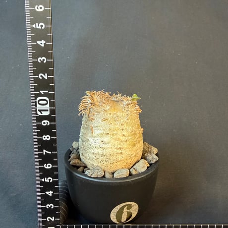 パキポディウム属 品種不明 発根済 良型 塊根植物 コーデックス
