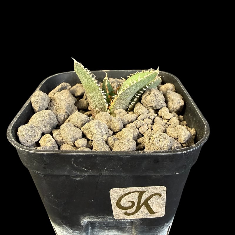 アガベ チタノタ 鰐亀（ワニガメ）子株 Ⅱ | HANDS PLANTS