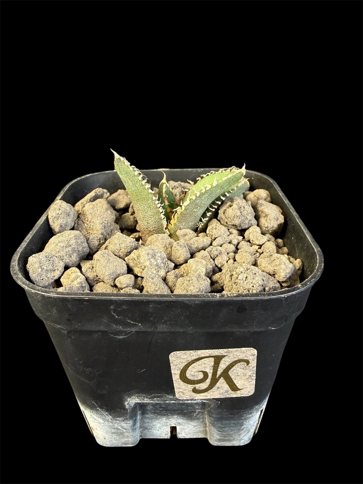 アガベ チタノタ 鰐亀（ワニガメ）子株 Ⅱ | HANDS PLANTS