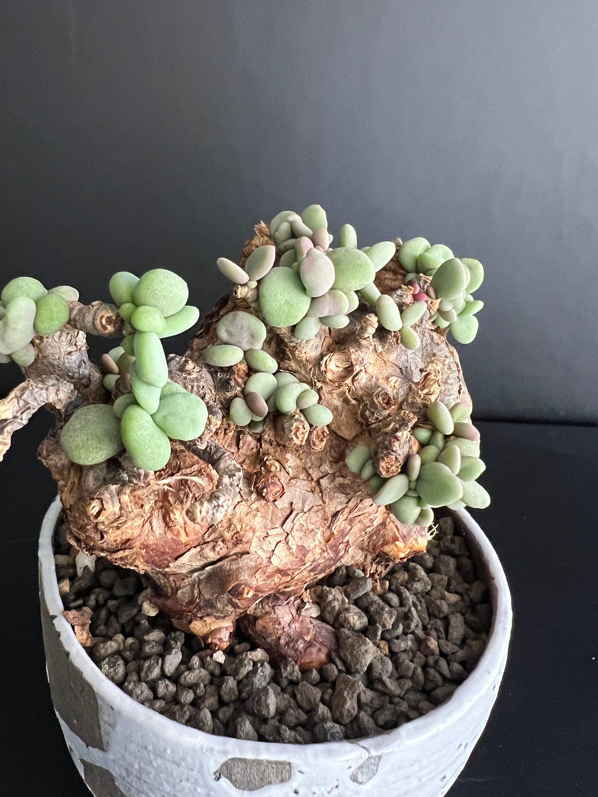 ケラリアピグマエア 現地株 発根済 b5 | HANDS PLANTS ケラリアピグマエア 現地株 発根済 b5 | HANDS PLANTS