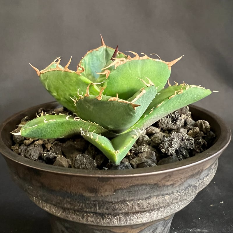 アガベ 純血ジャガーノート ④鉢 65 | HANDS PLANTS