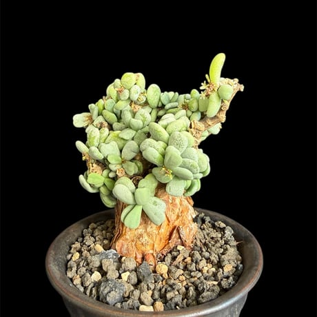 ケラリアピグマエア isla del pescado - Ceraria pygmaea-ケラリア・ピグマエア