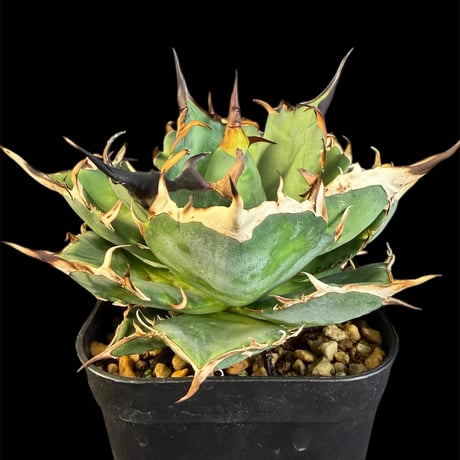 アガベハデス | STORES