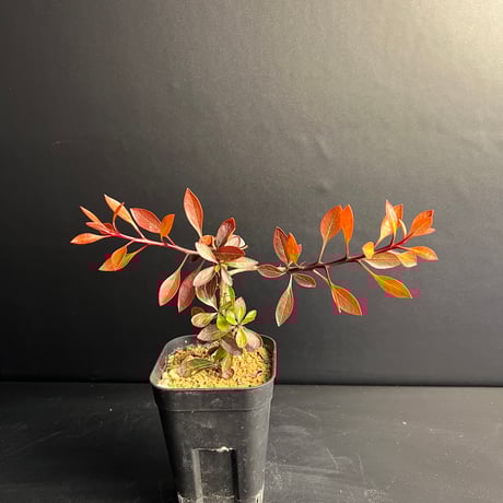 フォークイエリア ファシクラータ 発根済 フォークイエリア ファシクラータ×プルプシー | hanayoshi-botanical