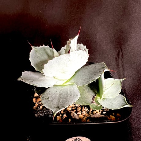 イシスメンシス | STORES