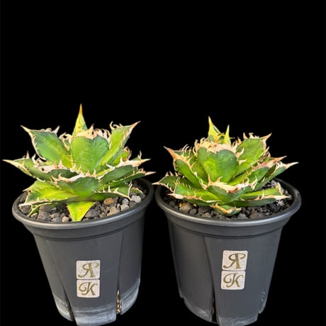 アガベレッドキャットウィーズル | STORES