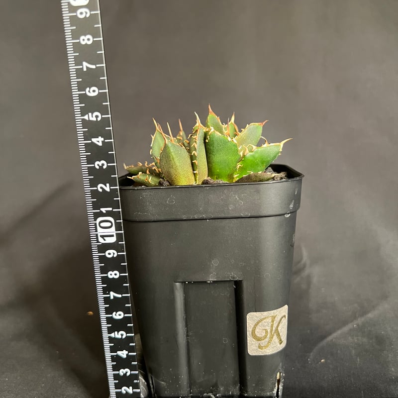 み*）様 多肉植物・アガベ・チタノタ・【特選】オルカ天芽・斑入り コレクション株 み*）様 多肉植物・アガベ・チタノタ・【特選】オルカ天芽