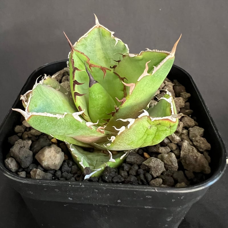 アガベ チタノタ 窮奇 アガベ チタノタ 窮奇 | HANDS PLANTS