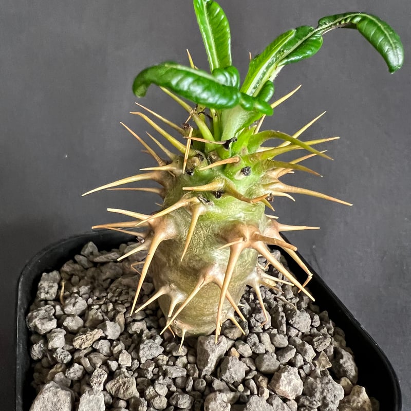 パキポディウム・アンボンゲンセ実生 | HANDS PLANTS