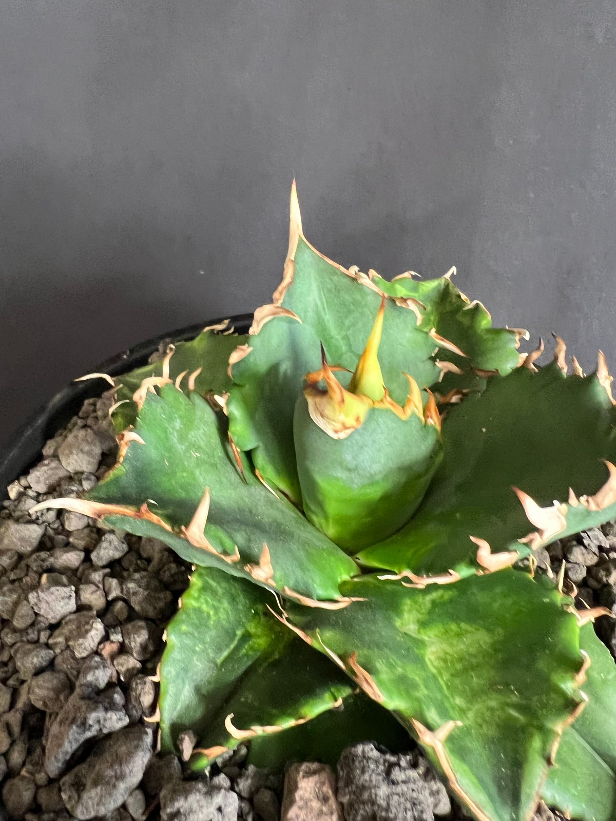アガベ チタノタ レッドキャットウィーズル5号 27 | HANDS PLANTS