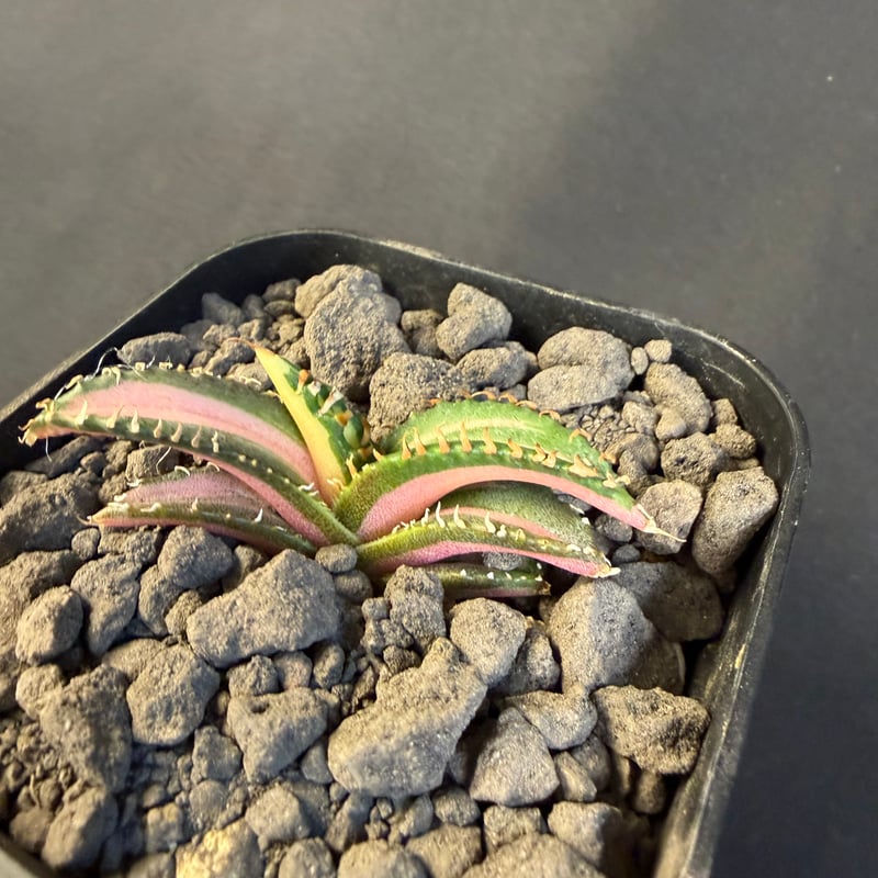 アガベ チタノタ 白豪刺中斑錦明錦 ⑥ | HANDS PLANTS