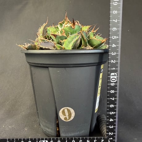 アガベチタノタ　シーザー 子株いっぱい5号　39