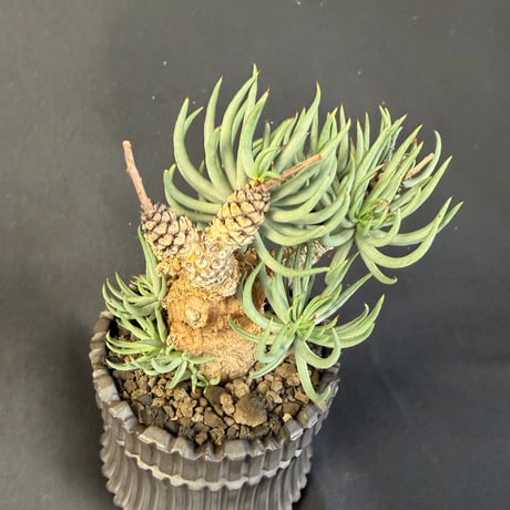 チレコドン・ペアルソニー（Tylecodon pearsonii）178