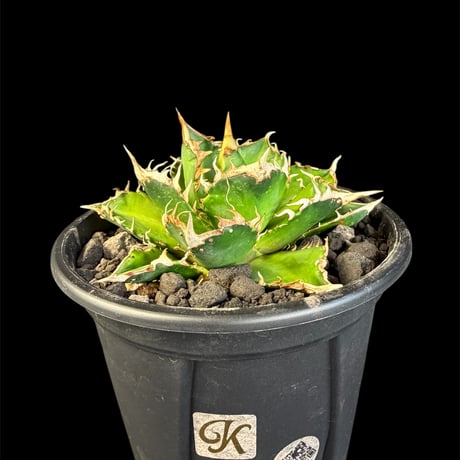 アガベレッドキャットウィーズル | STORES