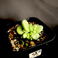 ケラリアピグマエア　実生株