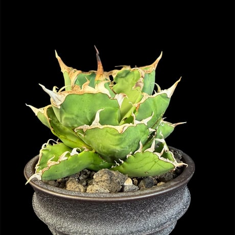 チタノタ蟹 | STORES