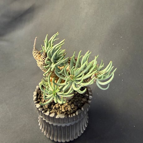 チレコドン・ペアルソニー（Tylecodon pearsonii）178