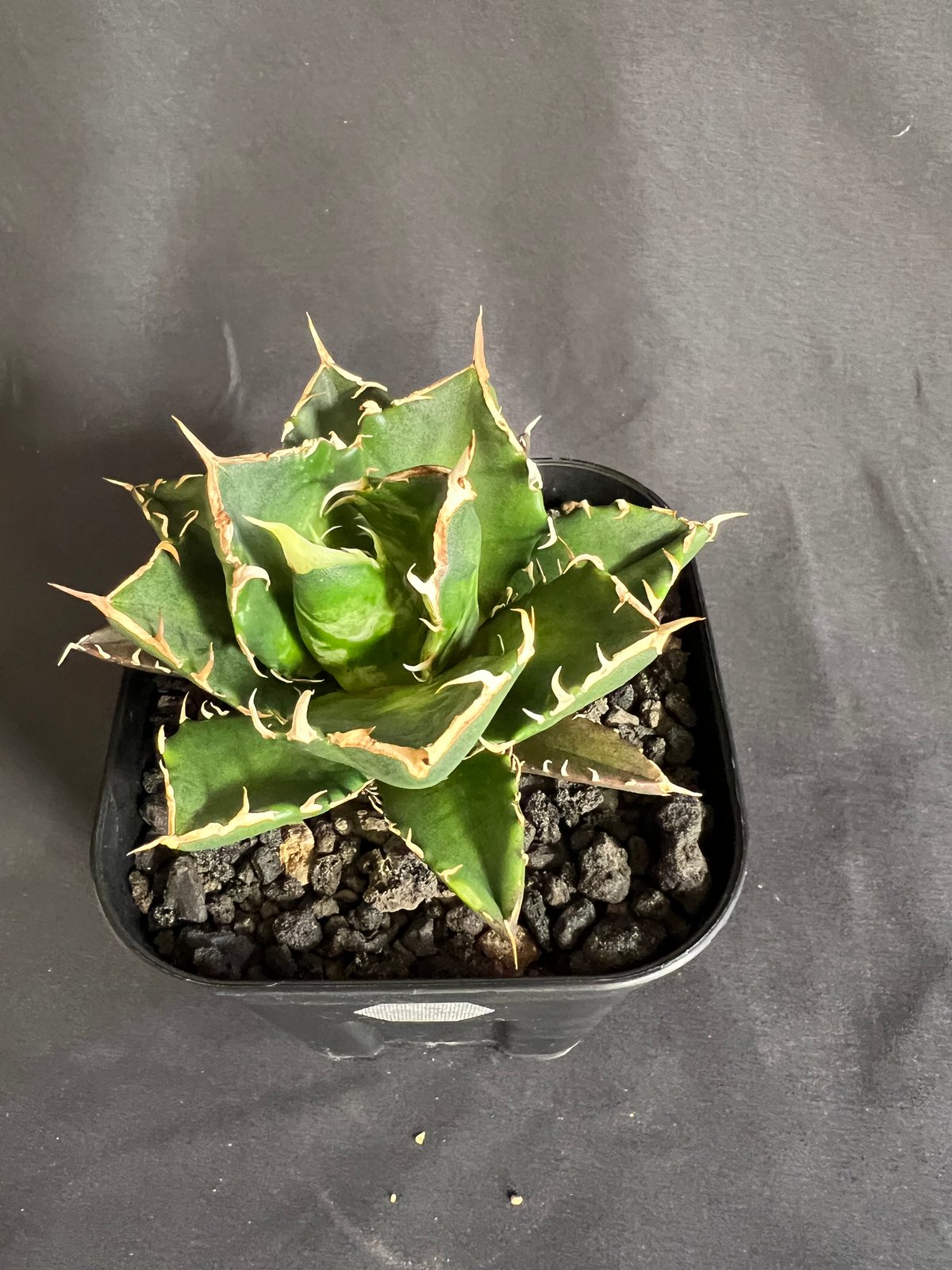 アガベ チタノタ 鬼爪 | HANDS PLANTS