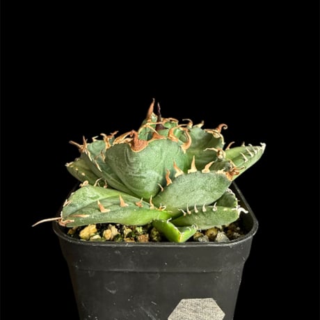 アガベ チタノタ 大量65株 程度 ネームド 魔丸 B&B など【値段交渉無し