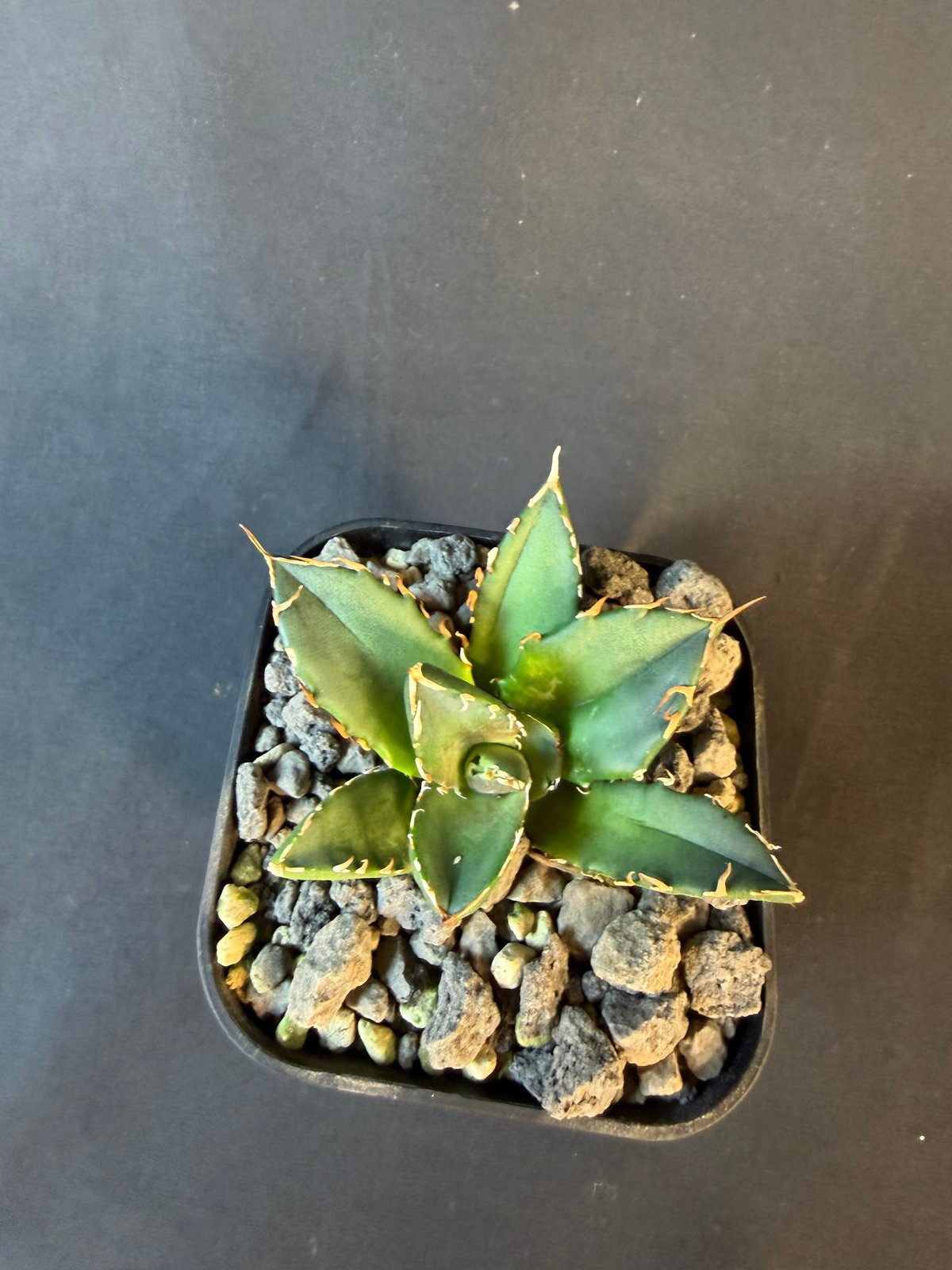 アガベ チタノタ 鬼爪 901 ⅵ | HANDS PLANTS
