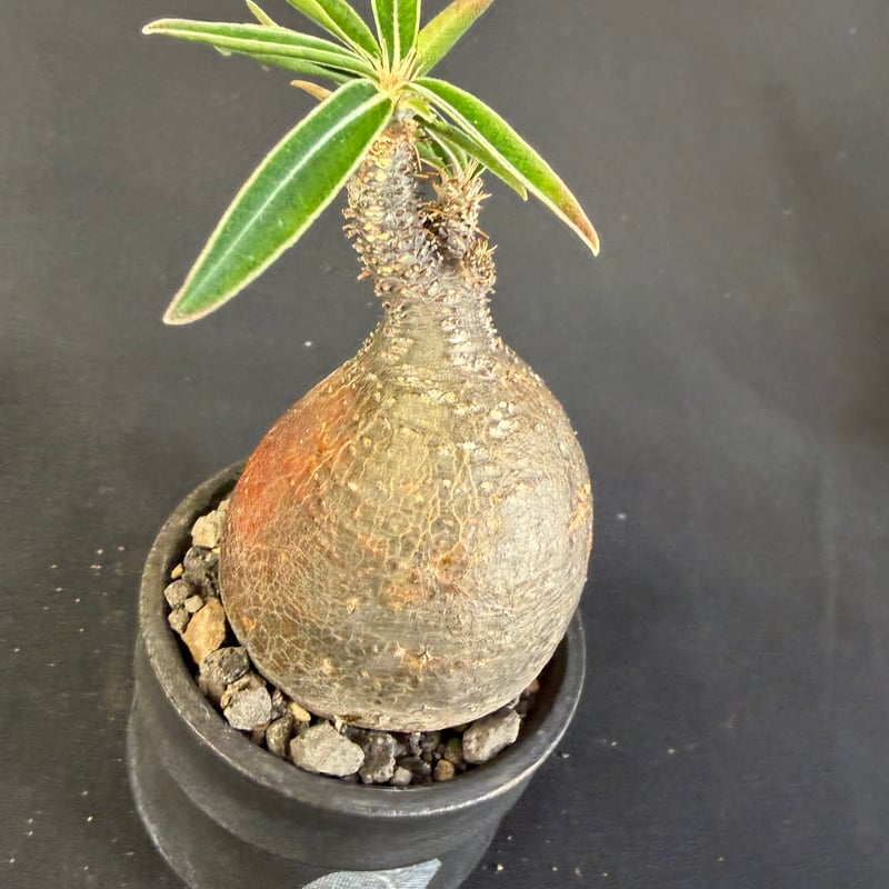 パキポディウムグラキリス 現地株 発根済み 陶器鉢 M22 のコピー