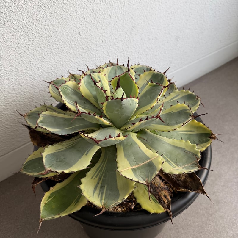アガベ 吉祥冠錦 大株G | HANDS PLANTS