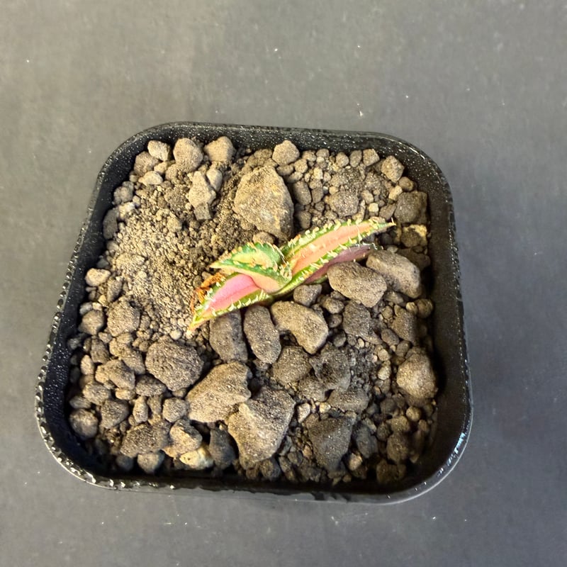 アガベ チタノタ 白豪刺中斑錦明錦 | HANDS PLANTS