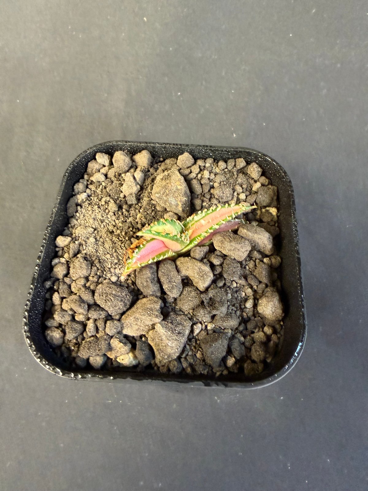 アガベ チタノタ 白豪刺中斑錦明錦 | HANDS PLANTS