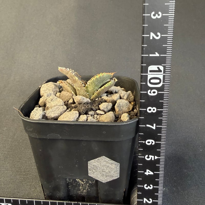 アガベ チタノタ 氷雹（ひょうひょう)子株 ⑦ | HANDS PLANTS