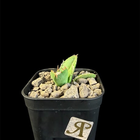 アガベチタノタ麻花龍 | STORES