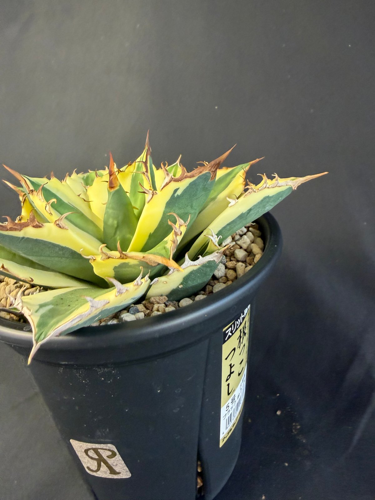 アガベ チタノタ スナグルトゥース 5号 88 | HANDS PLANTS