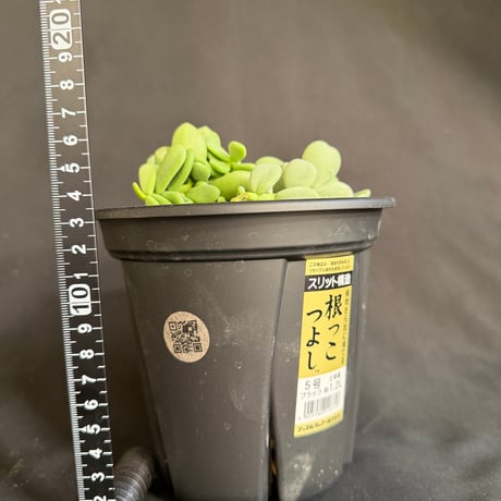 ケラリアピグマエア　実生株  5号　雄雌　2株52