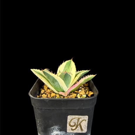 アガベスナグルトゥース | STORES