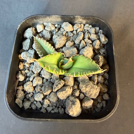 アガベチタノタ　星空（ほしぞら）子株  ③